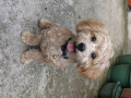 toy-poodle-small-0