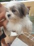 shih-tzu-puppies-for-sale-small-3