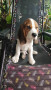 hungarian-beagle-pure-breed-small-0