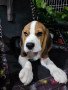 hungarian-beagle-pure-breed-small-2