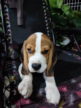 hungarian-beagle-pure-breed-big-1