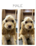 male-acs-puppies-small-0