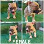 american-bully-puppies-small-4