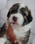 shitzu-x-maltese-puppies-small-1