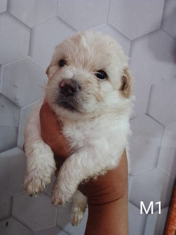 shitzu-x-maltese-puppies-big-0