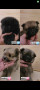 pomeranian-puppies-small-0