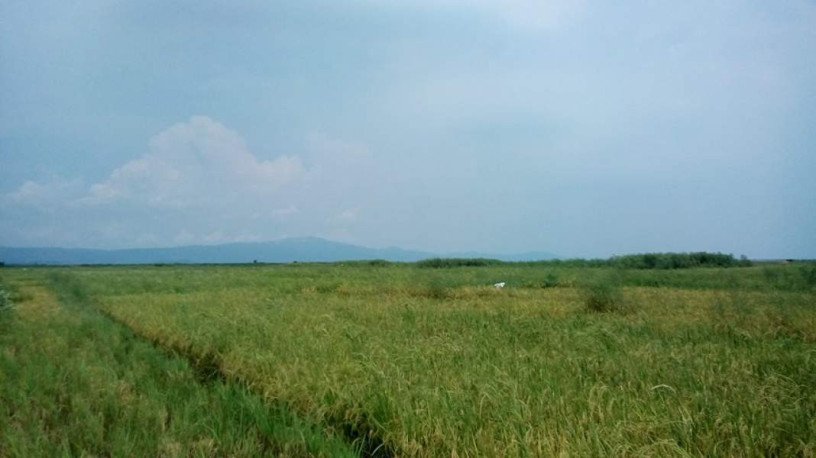 8537-sqm-farm-lot-rice-field-morong-rizal-big-1