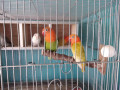 african-love-birds-with-big-fly-cage-and-nest-box-small-0