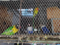 african-love-birds-with-big-fly-cage-and-nest-box-small-1