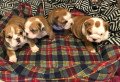 stunning-english-bulldog-puppies-for-sale-small-2