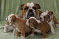 stunning-english-bulldog-puppies-for-sale-small-1