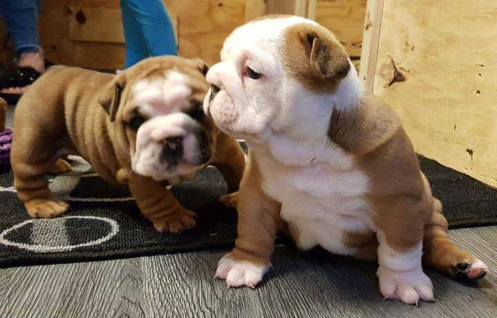 stunning-english-bulldog-puppies-for-sale-big-0
