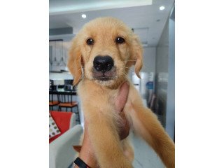 Golden Retriever furbabies (with PCCI & Fully Vaccinated)