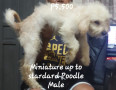 miniature-poodle-small-2