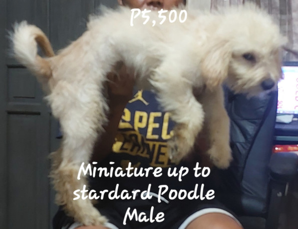 miniature-poodle-big-2