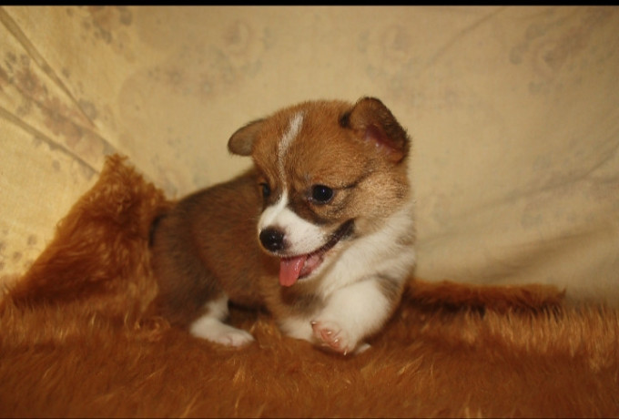 pembroke-corgi-red-female-big-0