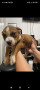 american-bully-puppies-small-2