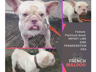 French Bulldog FEMALE Platinum Quad Import FRANKENSTEIN US