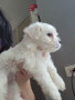 puppies-with-maltese-lineage-small-1
