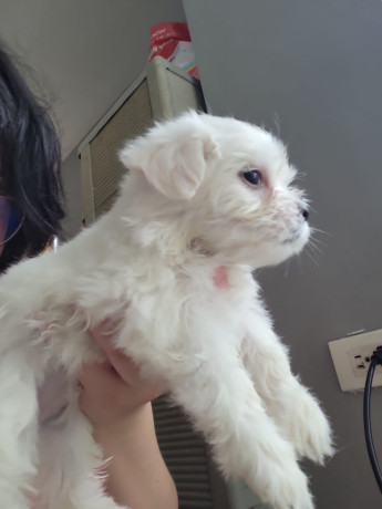 puppies-with-maltese-lineage-big-1