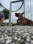 belgian-malinois-4-months-old-philippines-small-3