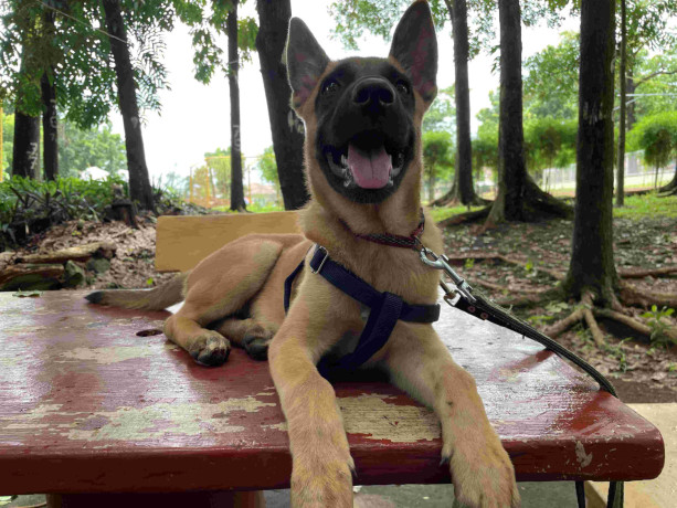 belgian-malinois-4-months-old-philippines-big-2