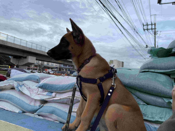 belgian-malinois-4-months-old-philippines-big-1