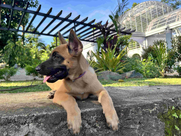 belgian-malinois-4-months-old-philippines-big-0