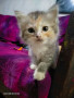 be-a-fur-parent-to-cute-cuddly-persian-kittens-small-0