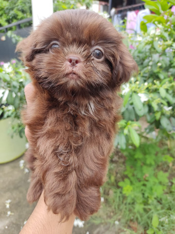 Liver shih hot sale tzu price