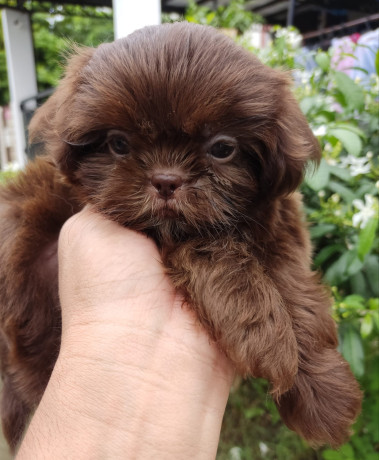 Liver type 2024 shih tzu