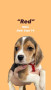 beagle-puppies-available-small-3