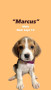 beagle-puppies-available-small-4