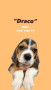 beagle-puppies-available-small-2
