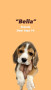 beagle-puppies-available-small-1