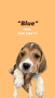 beagle-puppies-available-small-5