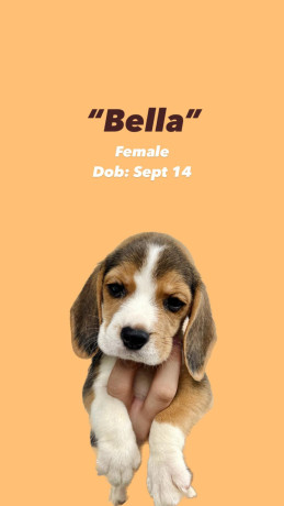 beagle-puppies-available-big-1