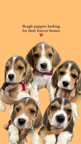 beagle-puppies-available-big-0