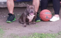 female-american-bully-ready-to-breed-small-0