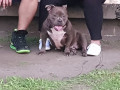 female-american-bully-ready-to-breed-small-2