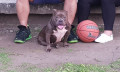 female-american-bully-ready-to-breed-small-1