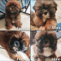 shih-tzu-puppies-for-rehoming-small-0