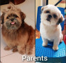 shih-tzu-puppies-for-rehoming-small-1