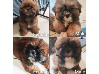 Shih Tzu Puppies for Rehoming