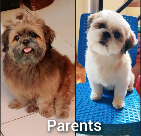 shih-tzu-puppies-for-rehoming-big-1