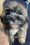 active-cute-shi-tzu-for-rehoming-small-0