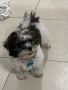 active-cute-shi-tzu-for-rehoming-small-3