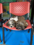 active-cute-shi-tzu-for-rehoming-small-5