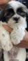 active-cute-shi-tzu-for-rehoming-small-2