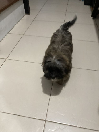 active-cute-shi-tzu-for-rehoming-big-4